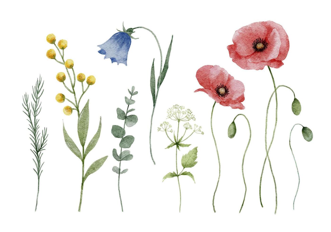 Watercolor Wild Flowers Collection vector