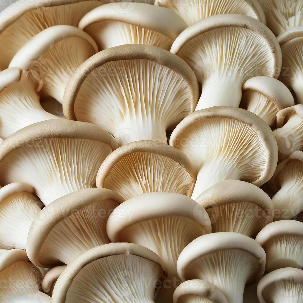 Fresh beech mushroom photo