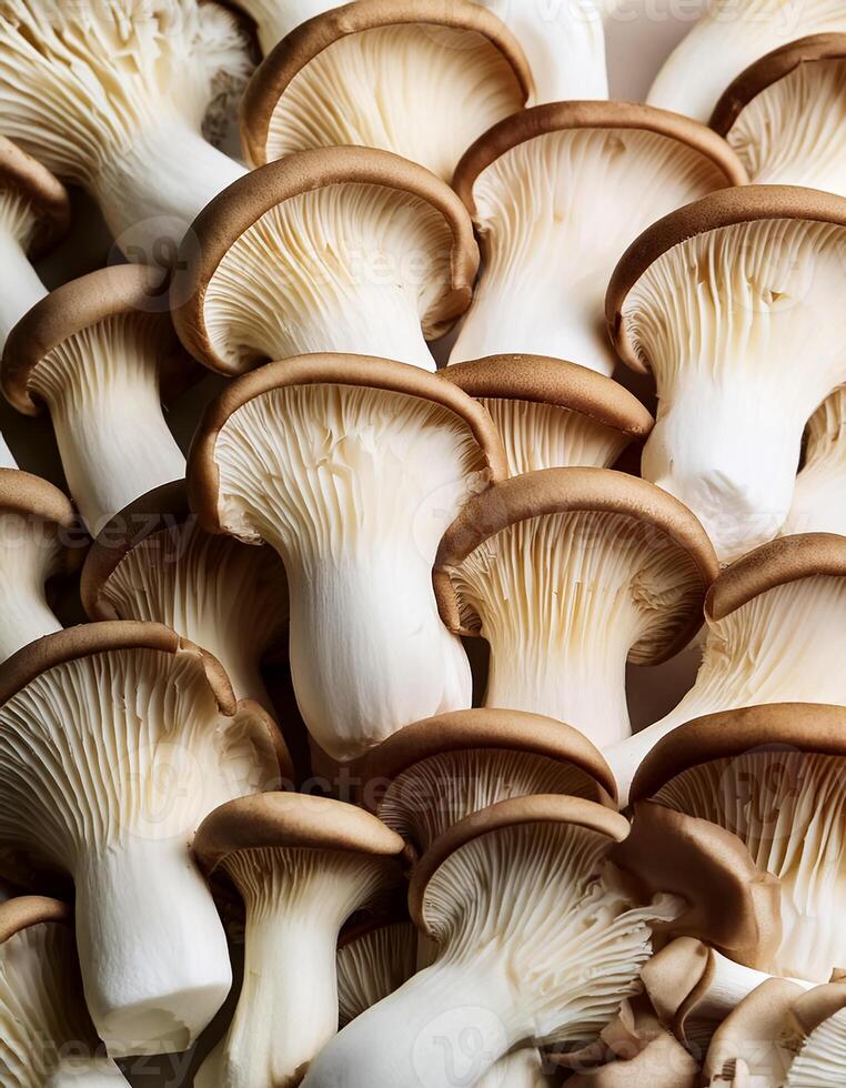 Fresh beech mushroom photo