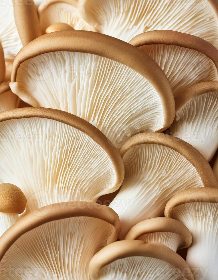 Fresh beech mushroom photo