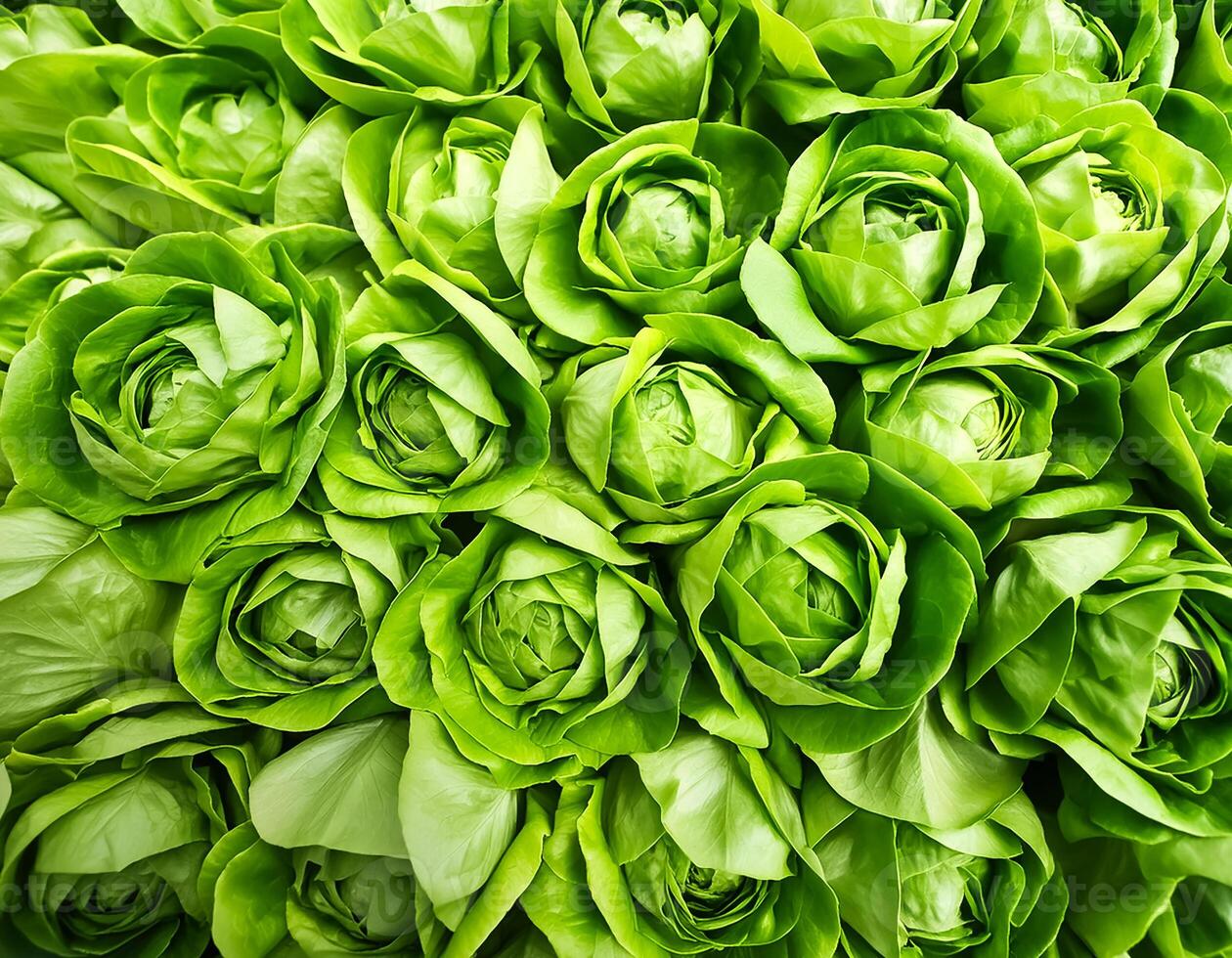 green butter lettuce vegetable photo