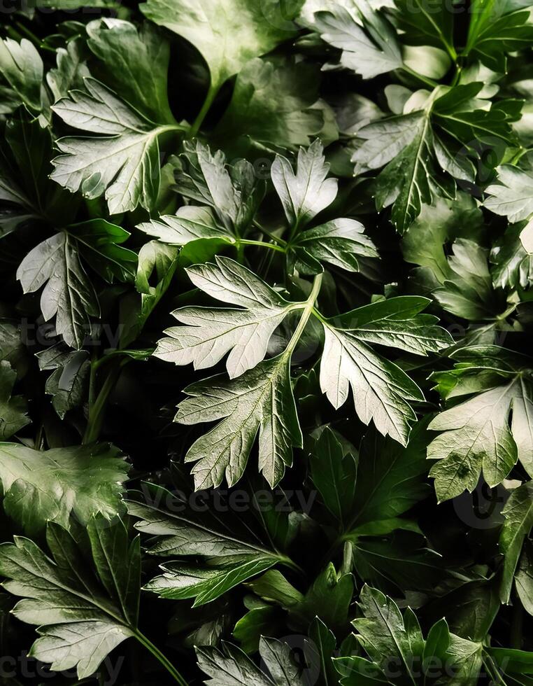 Fresh parsley vegetable photo