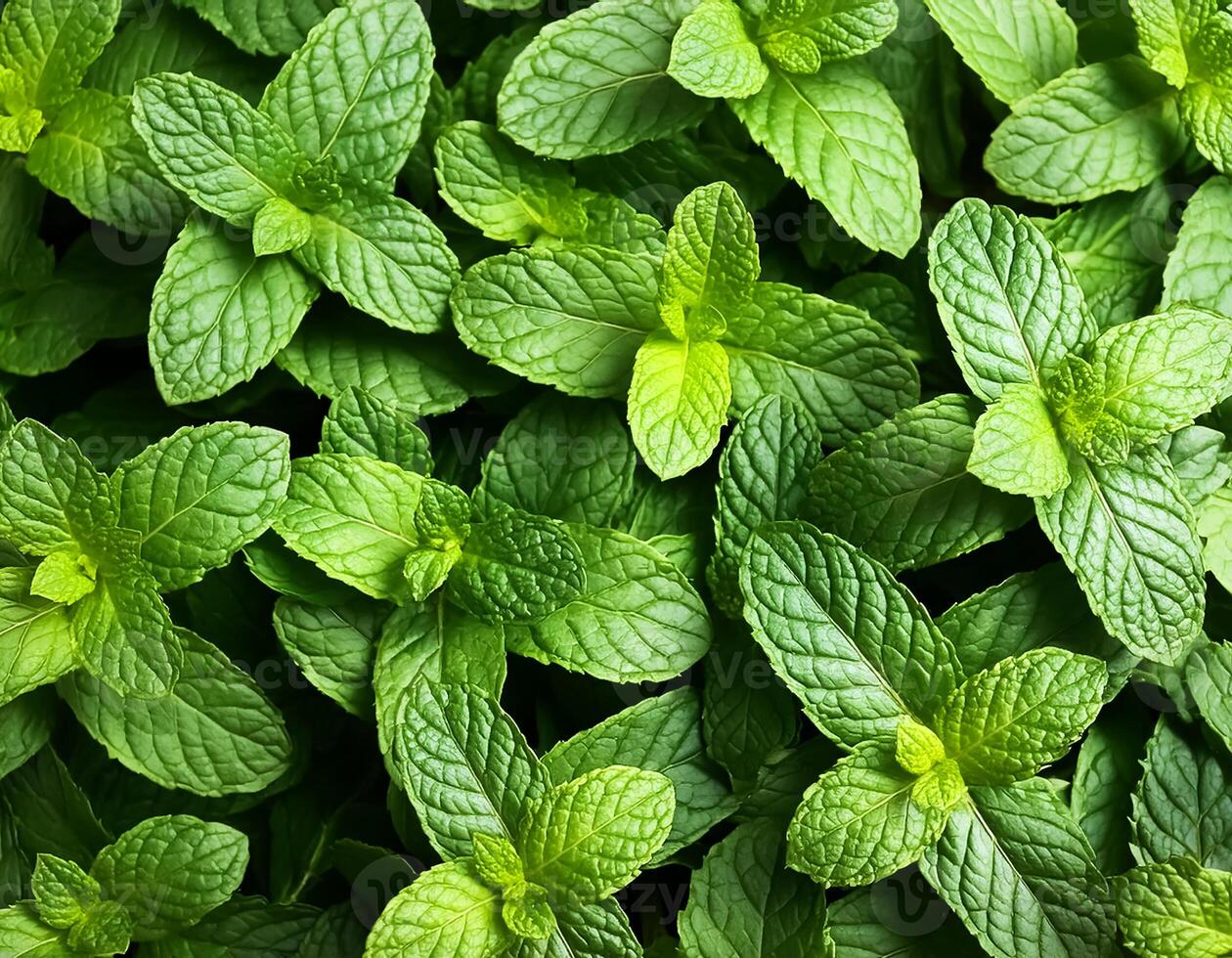 a mint leaves photo