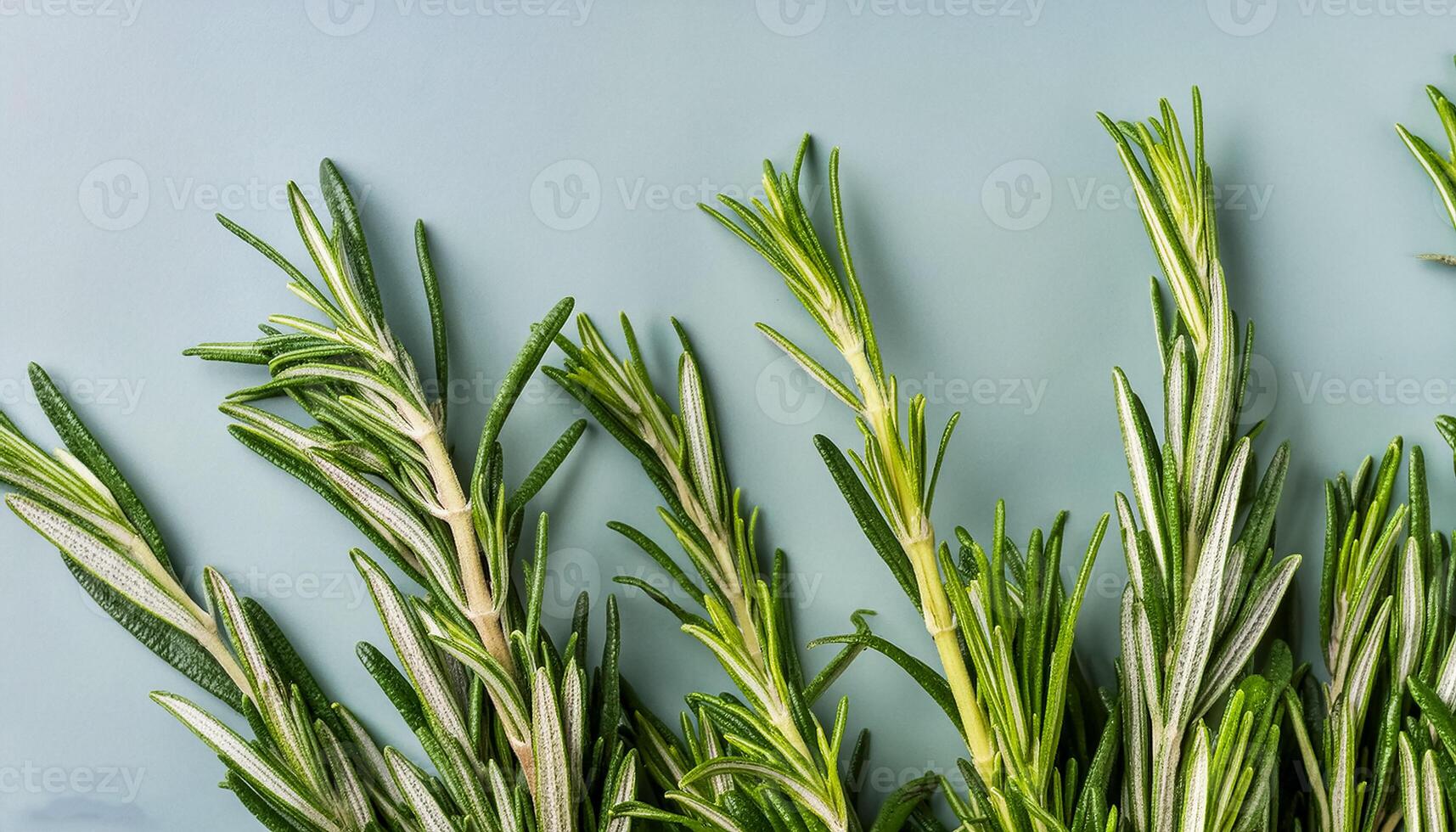 photo of rosemary from above. pattern texture background.
