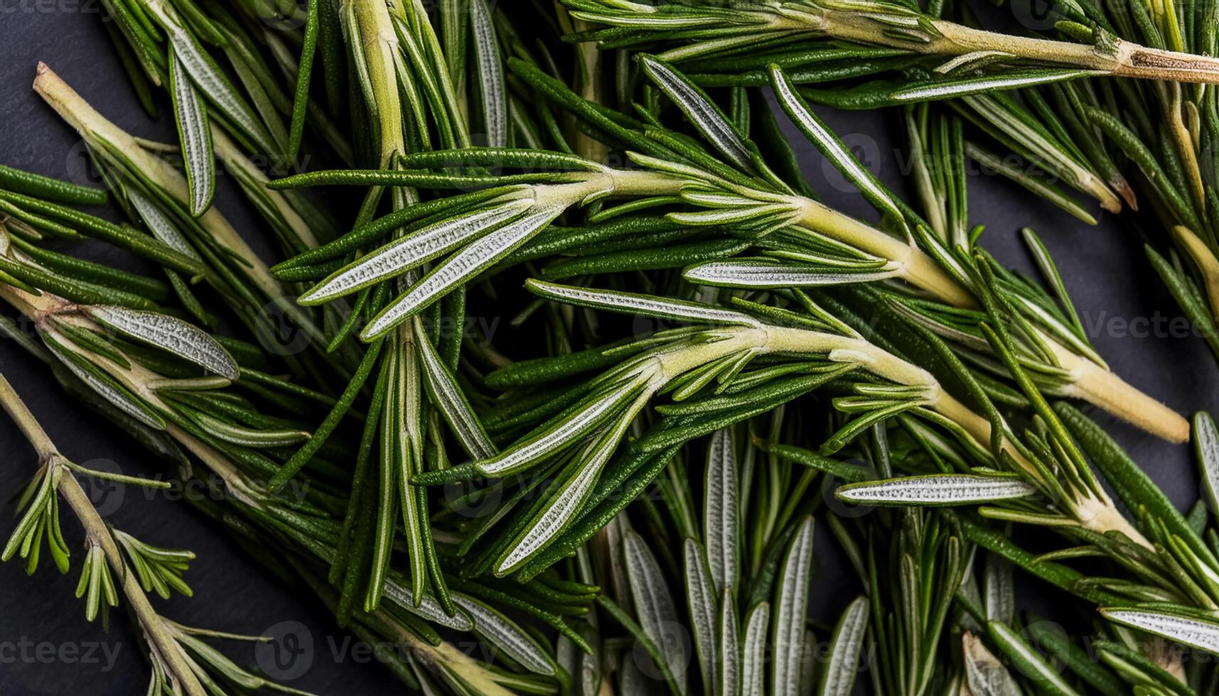 photo of rosemary from above. pattern texture background.