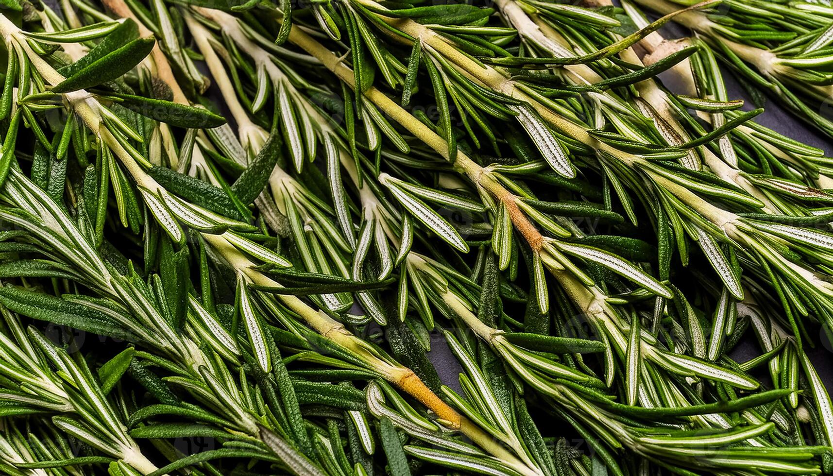 photo of rosemary from above. pattern texture background.