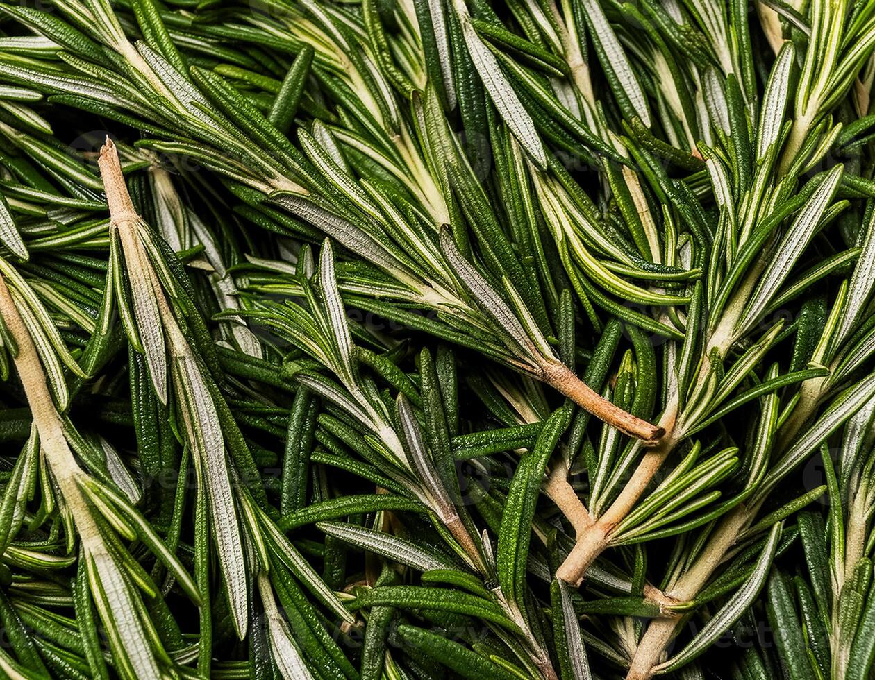 photo of rosemary from above. pattern texture background.