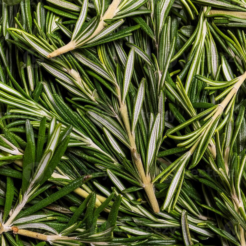 photo of rosemary from above. pattern texture background.