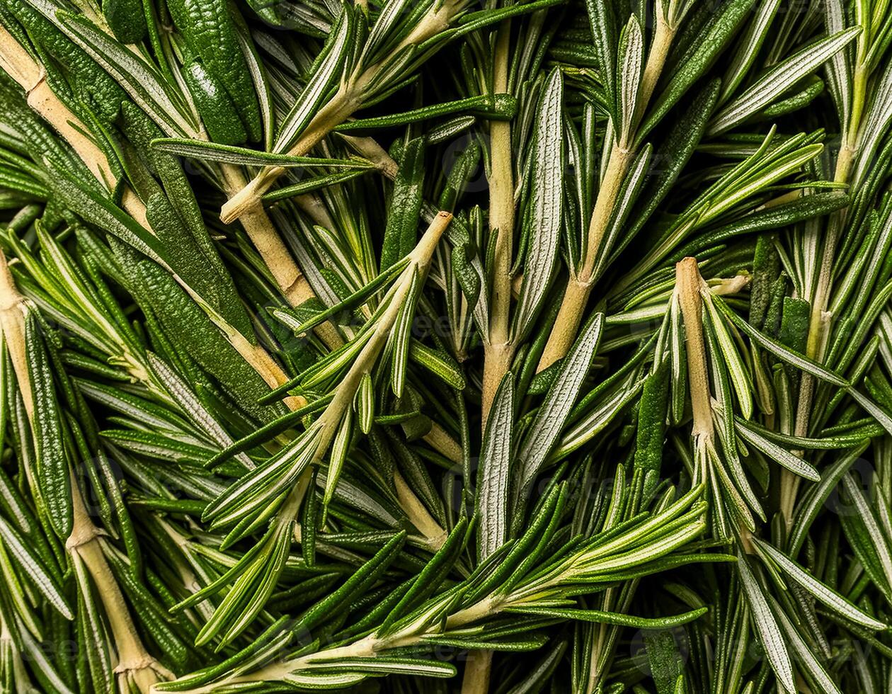 photo of rosemary from above. pattern texture background.