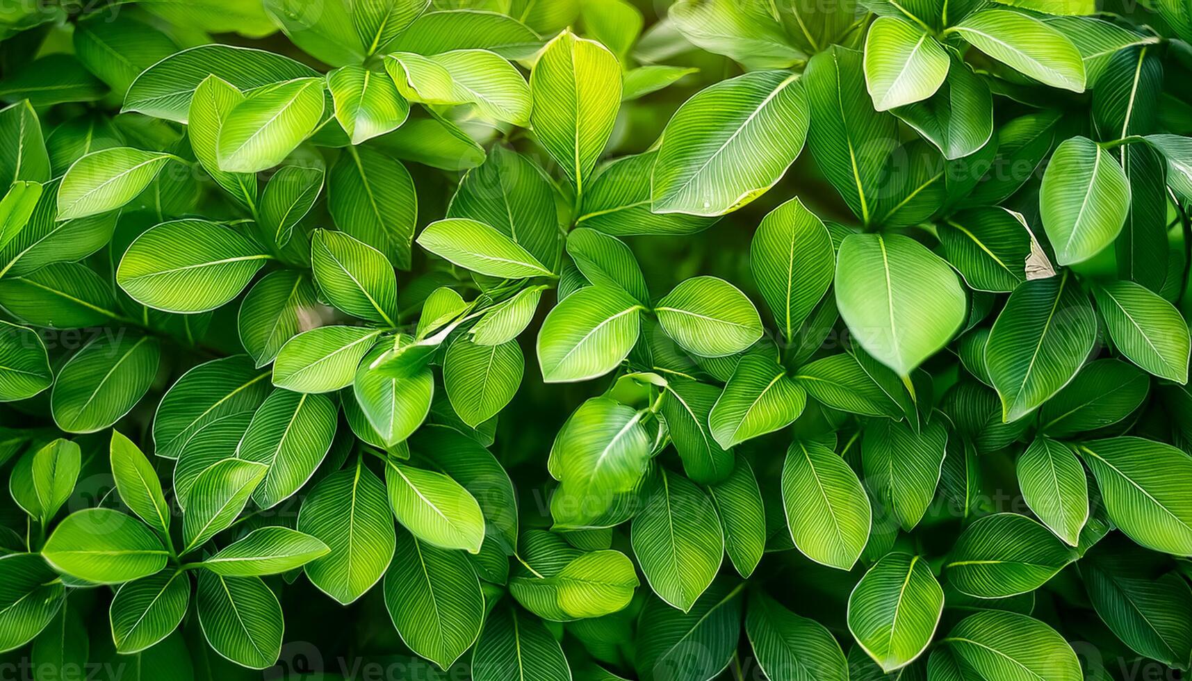 Nature of green leaf in garden at summer. Natural green leaves plants using as spring background cover page greenery environment ecology lime green wallpaper. photo