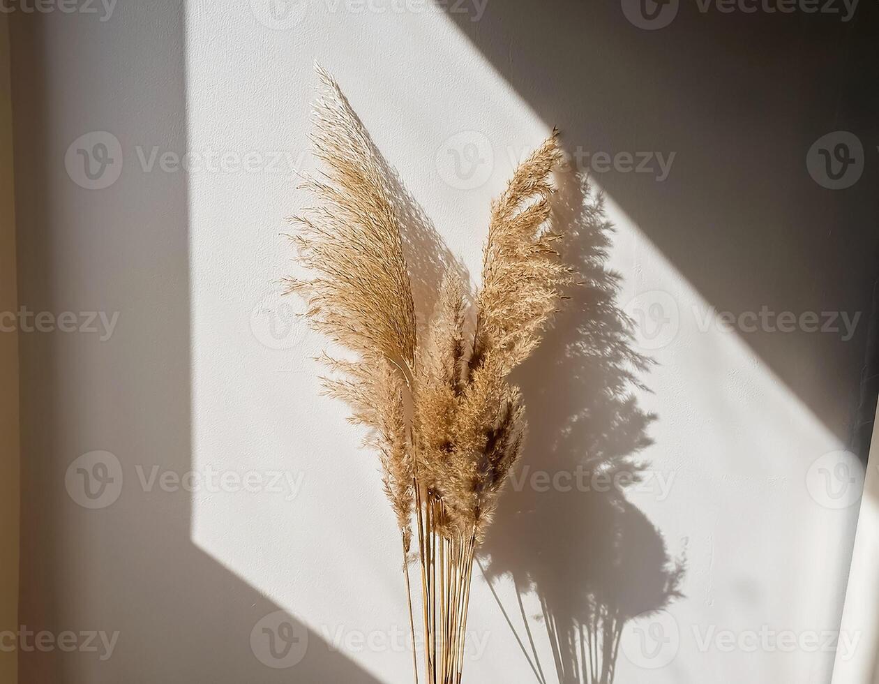 Branch of dry reeds on background of white wall at home with sun light and trendy shadow. Beautiful pattern with neutral colors. Minimal, stylish, monochrome concept. copy space photo