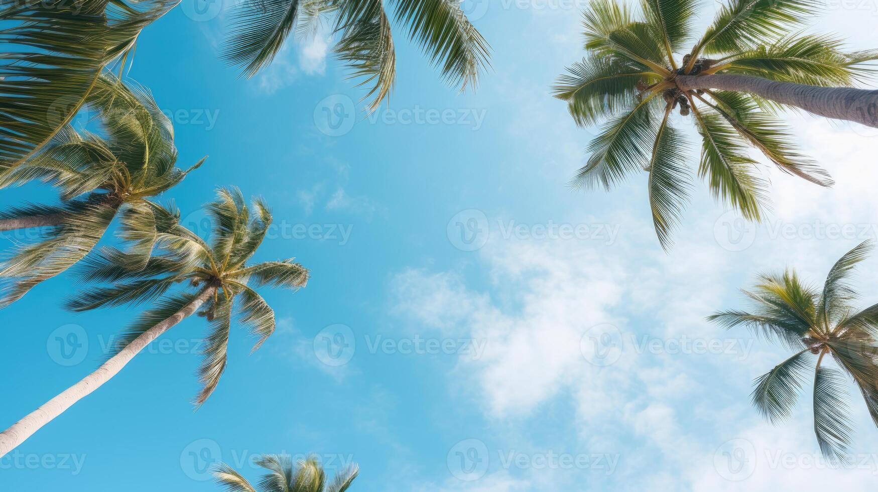 Palm Trees Viewed From Ground photo