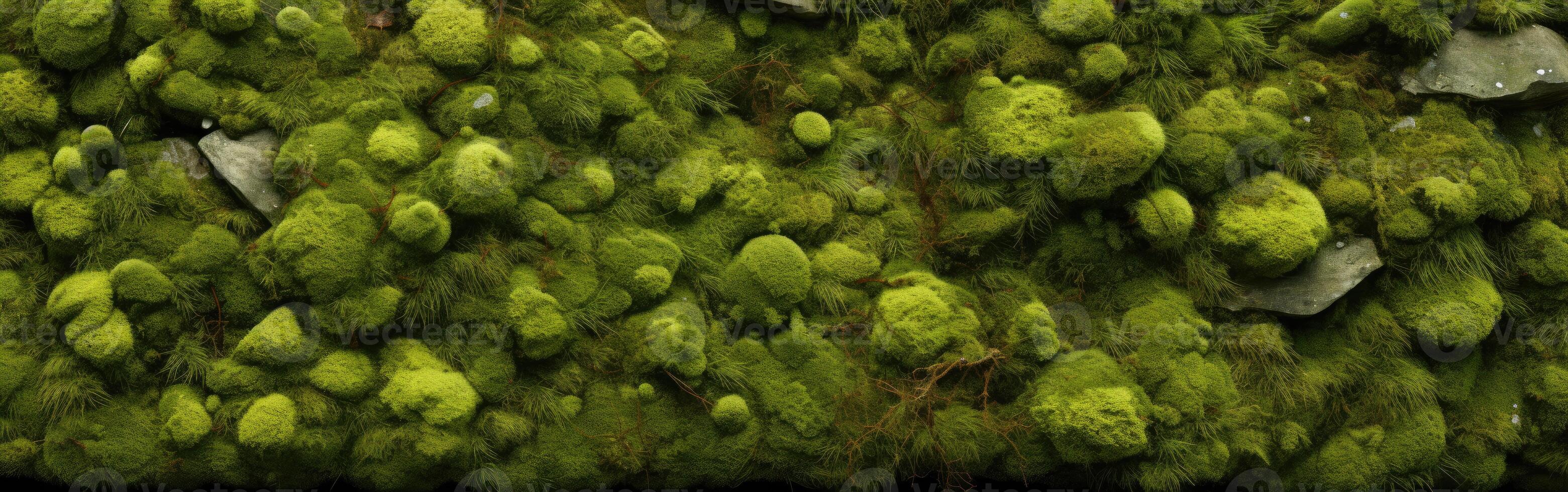 Close Up of Moss Covered Wall photo