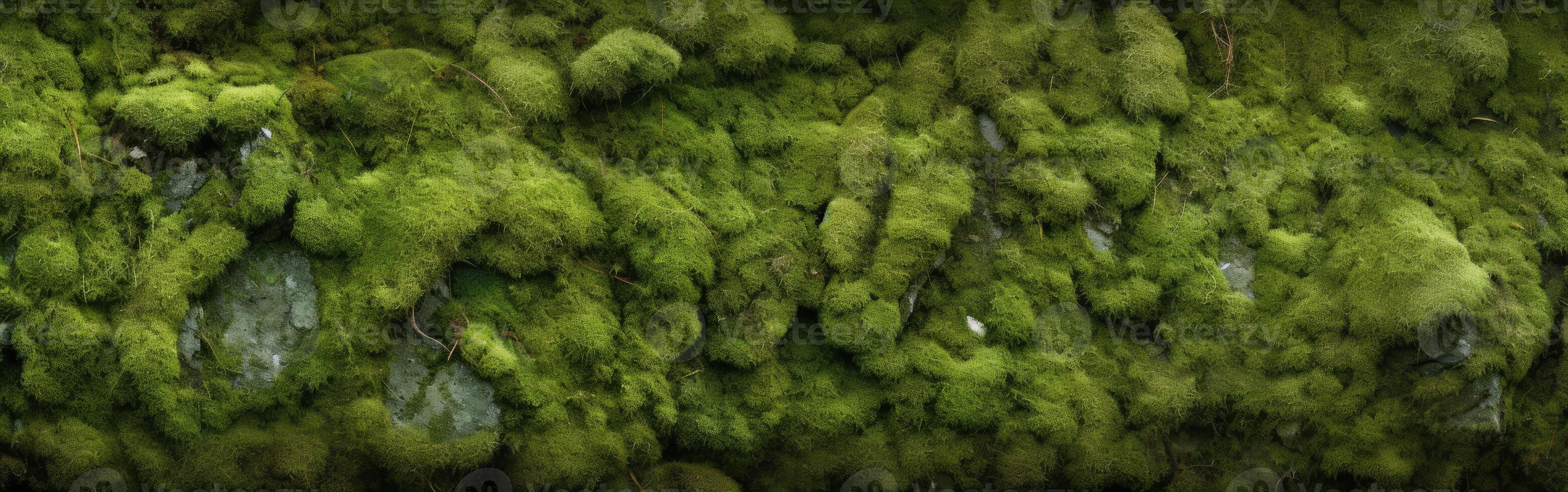 Close-Up of Moss Covered Wall photo
