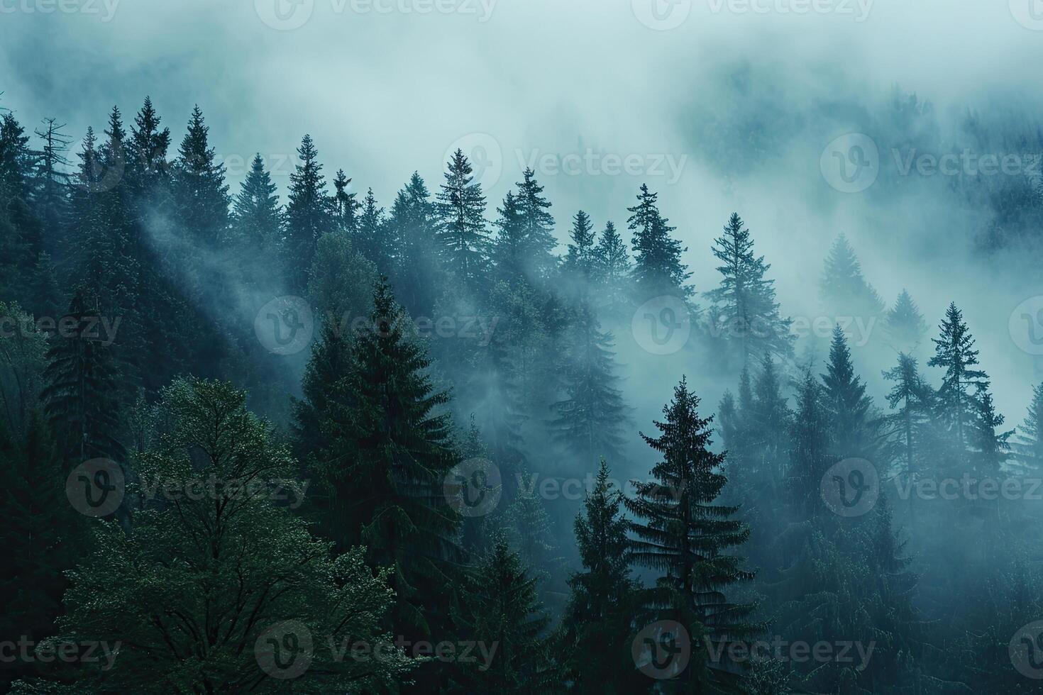 Dense Fog Envelops a Forest of Tall Trees photo