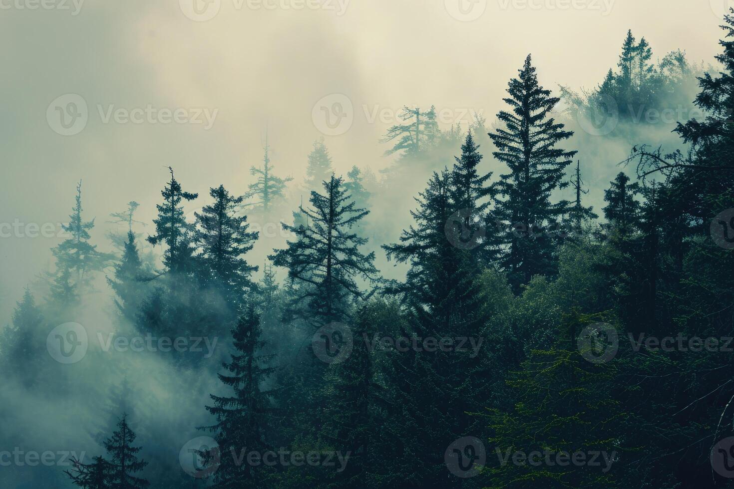 Dense Fog Envelops Forest of Tall Trees photo