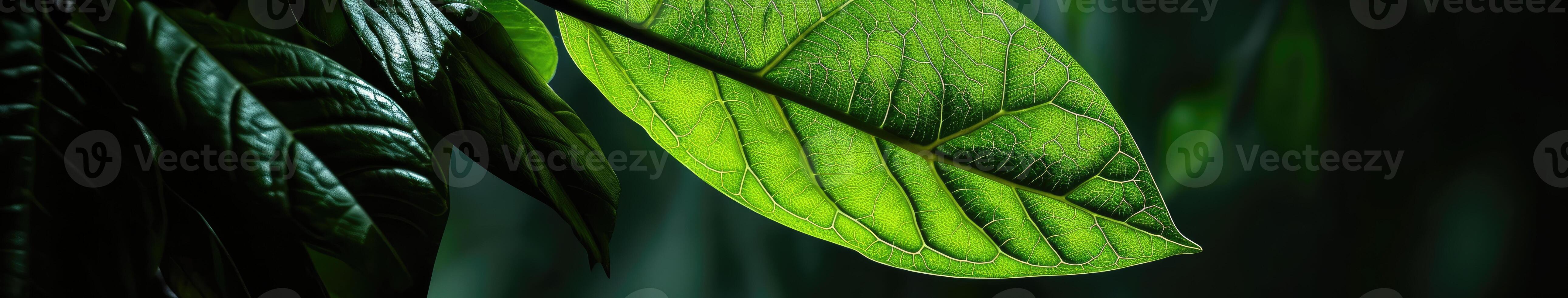 Large Green Leaf Hanging From Tree photo