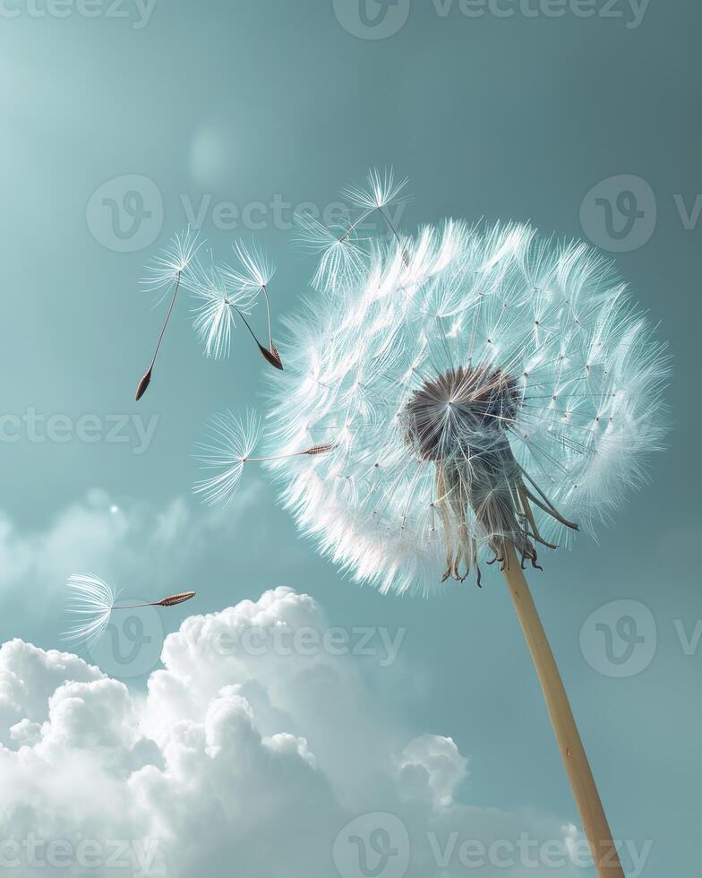 Dandelion Blowing in Wind on Cloudy Day photo