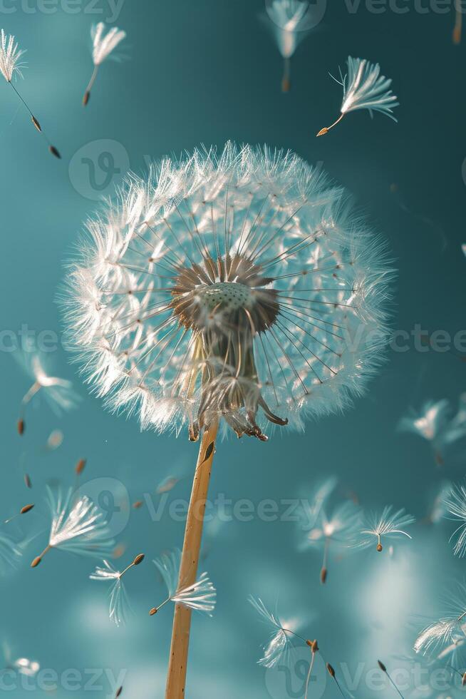 Dandelion Blowing in the Wind on a Sunny Day photo