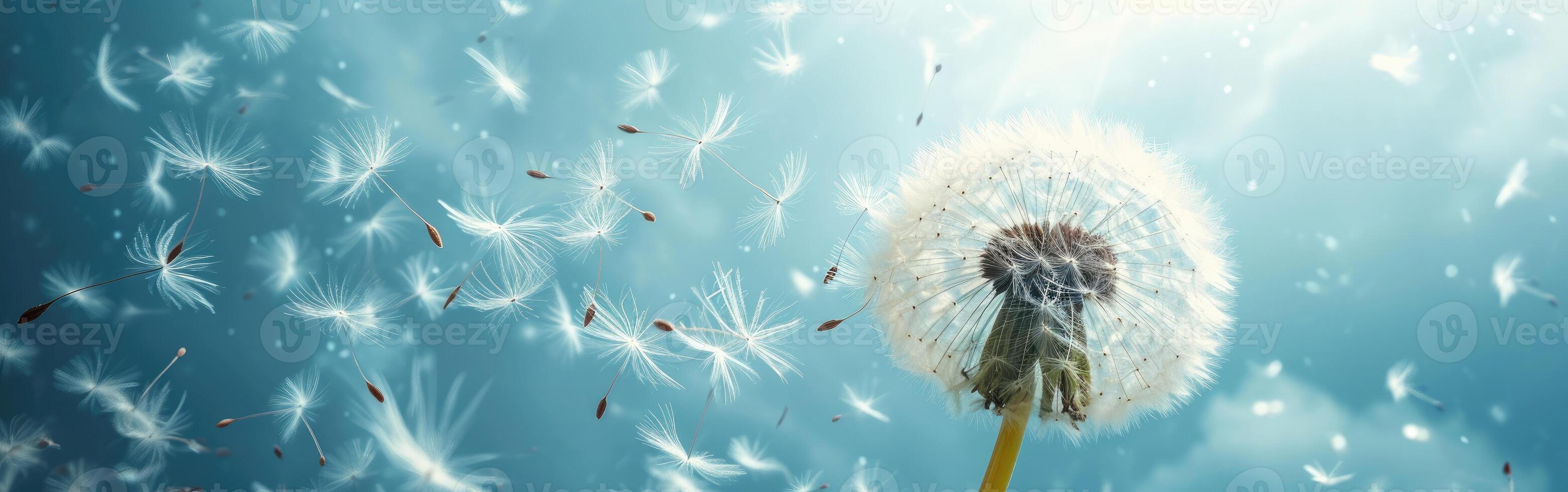Dandelion Blowing in Wind on Sunny Day photo