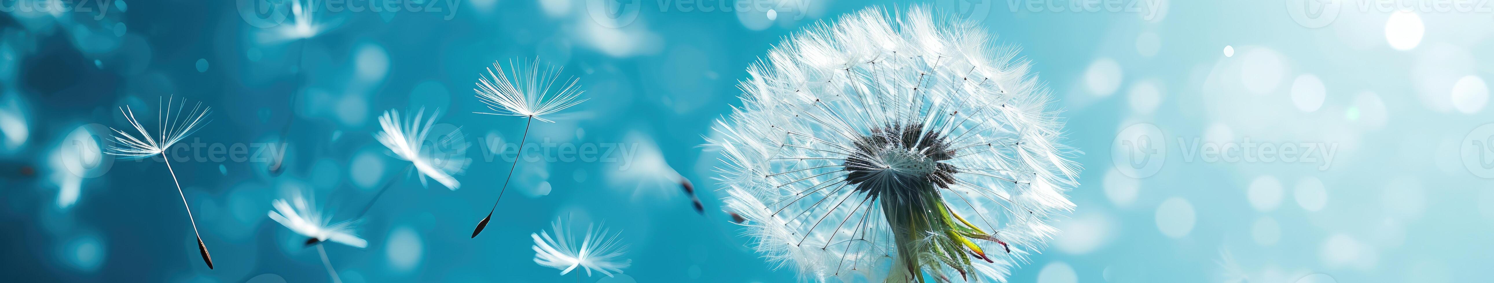 Dandelion Blowing in Wind on Sunny Day photo