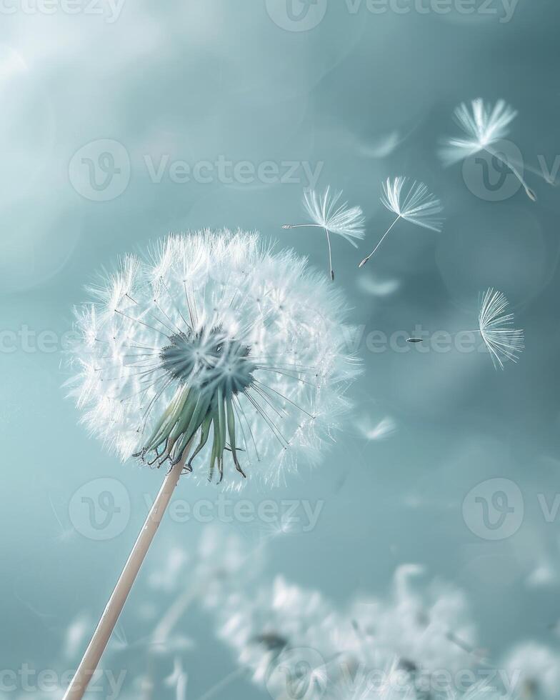 Dandelion Blowing in Wind on Cloudy Day photo