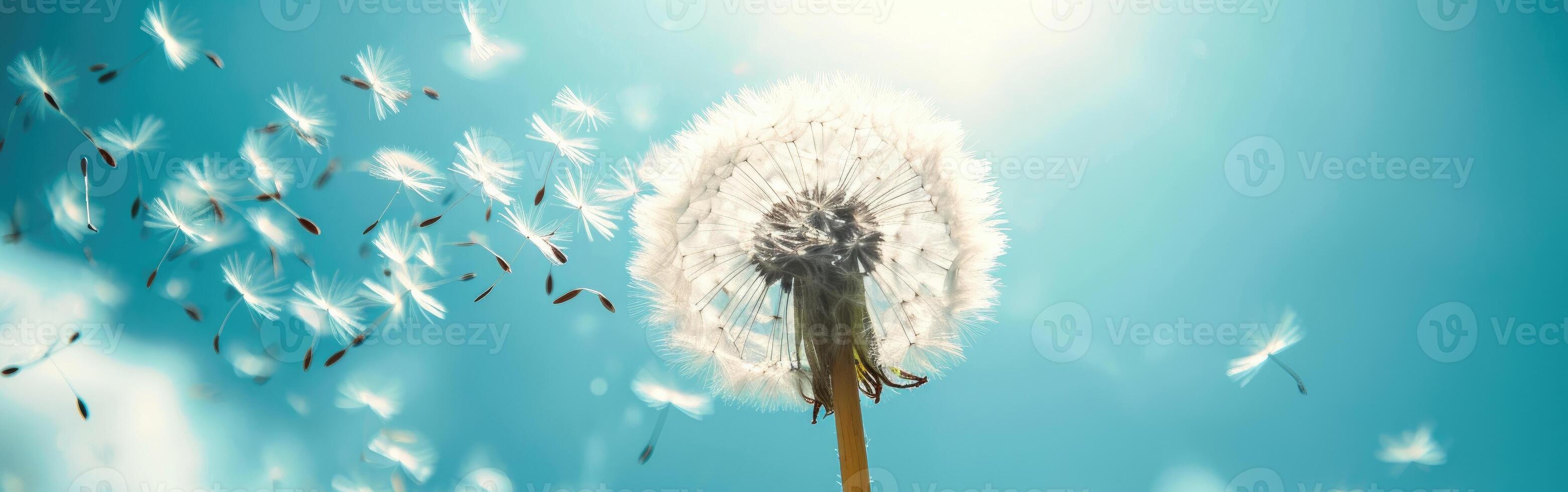 Dandelion Blowing in Wind on Sunny Day photo