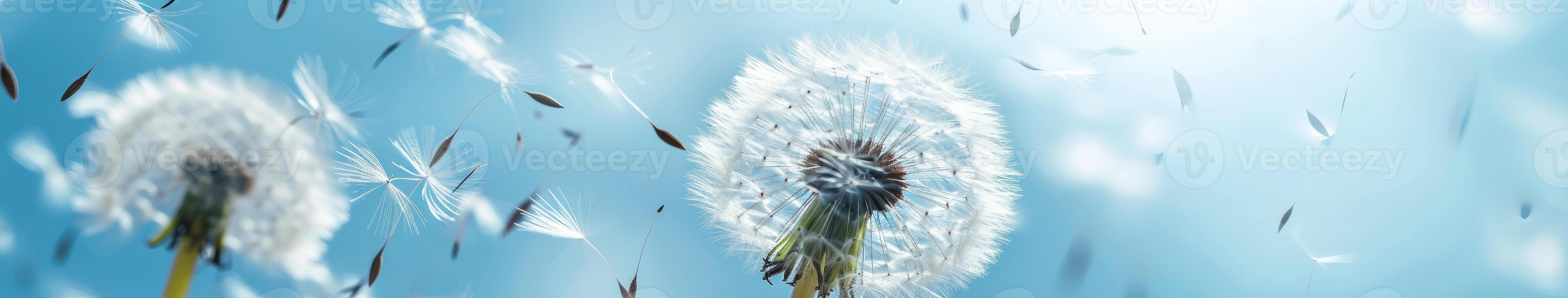 Blurry Dandelion Blowing in the Wind photo