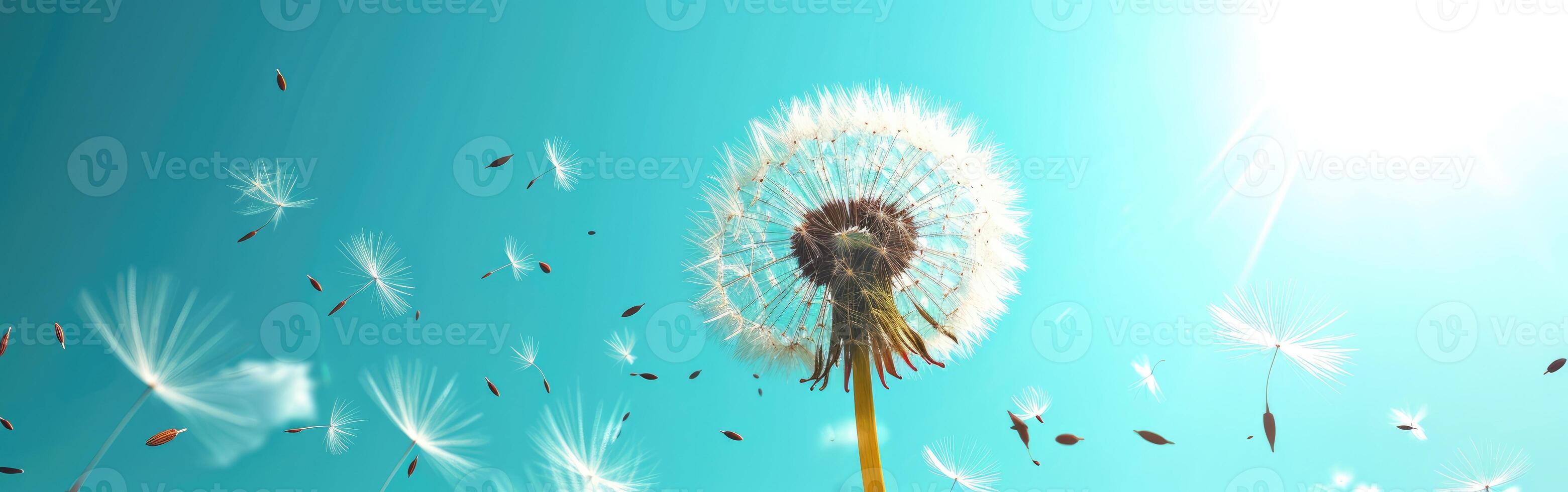 Dandelion Blowing in Wind on Sunny Day photo