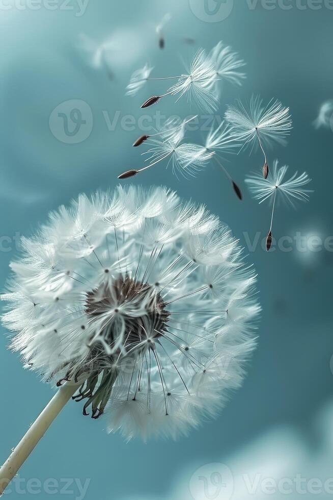 Dandelion Blowing in Wind on Cloudy Day photo