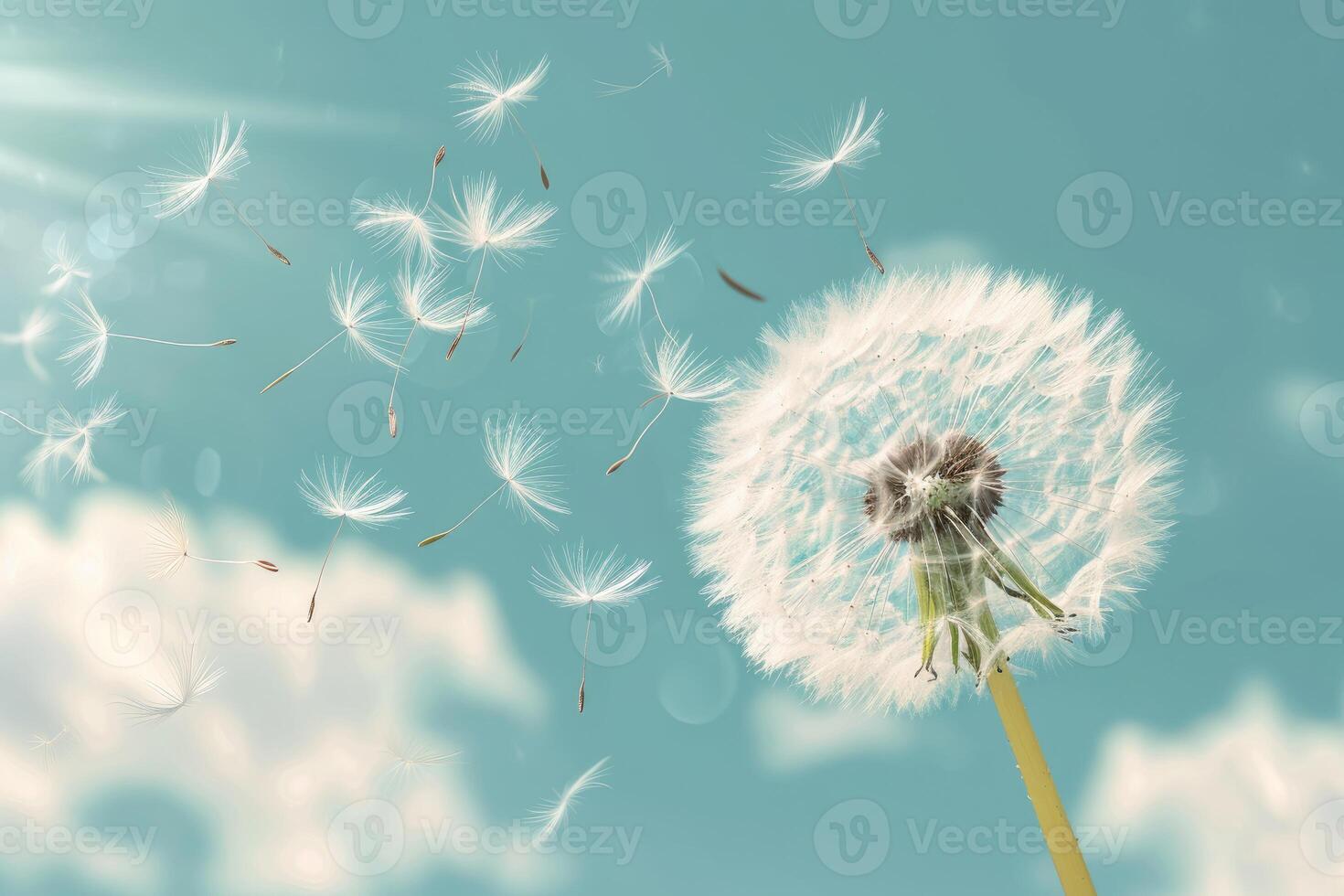 A Dandelion Blowing in the Wind photo