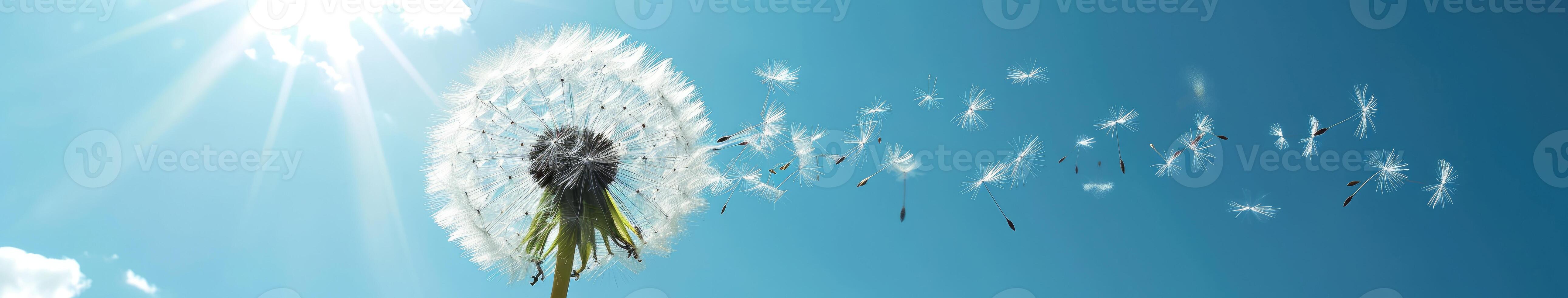 Dandelion Blowing in the Wind photo
