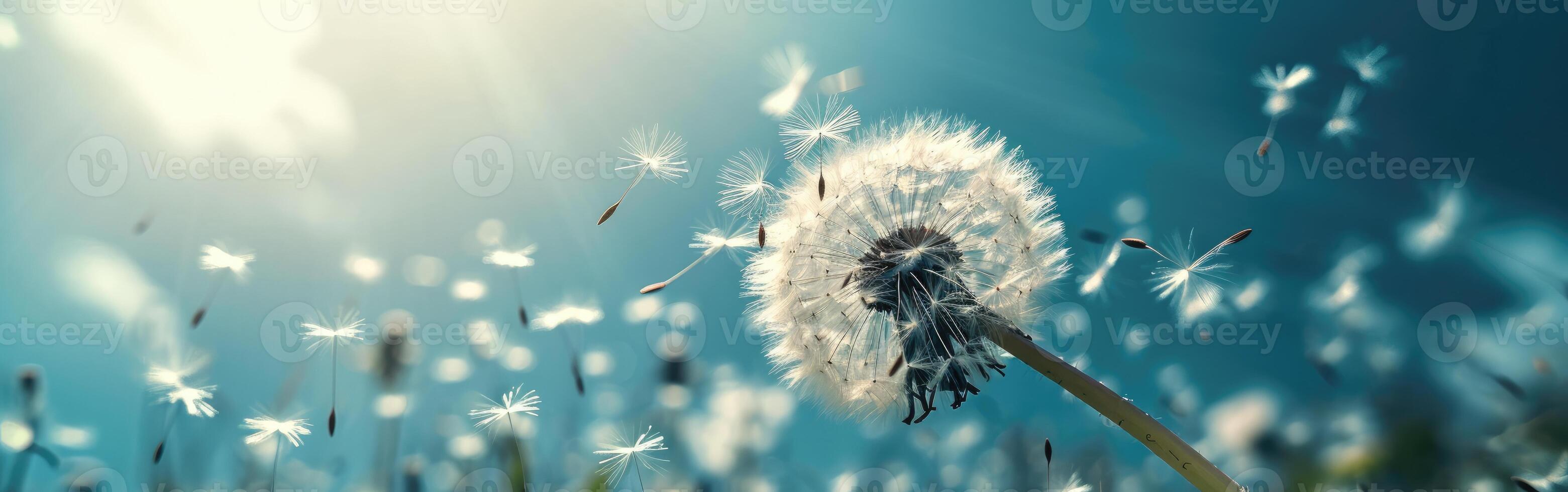 Dandelion Blowing in Wind on Sunny Day photo