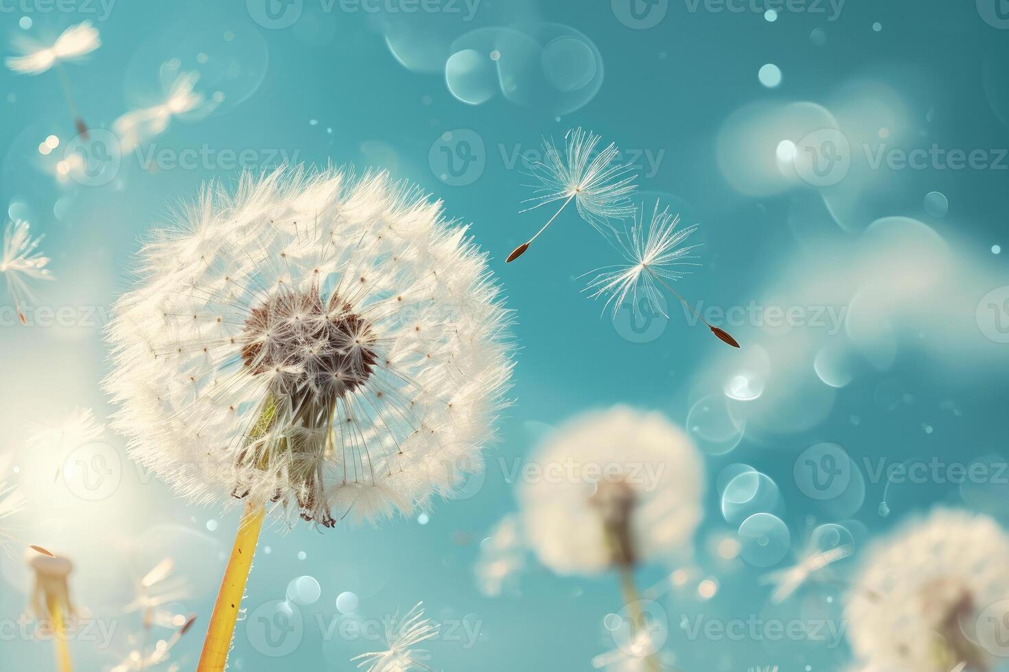 Dandelion Blowing in the Wind photo