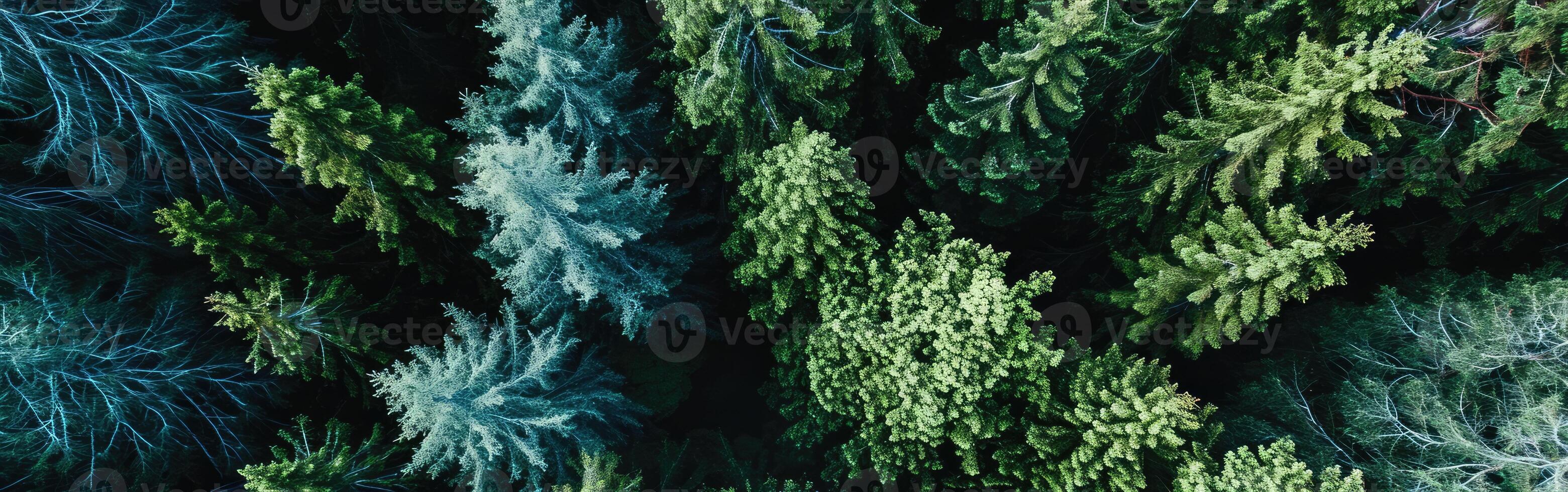 Aerial View of Grouped Trees photo