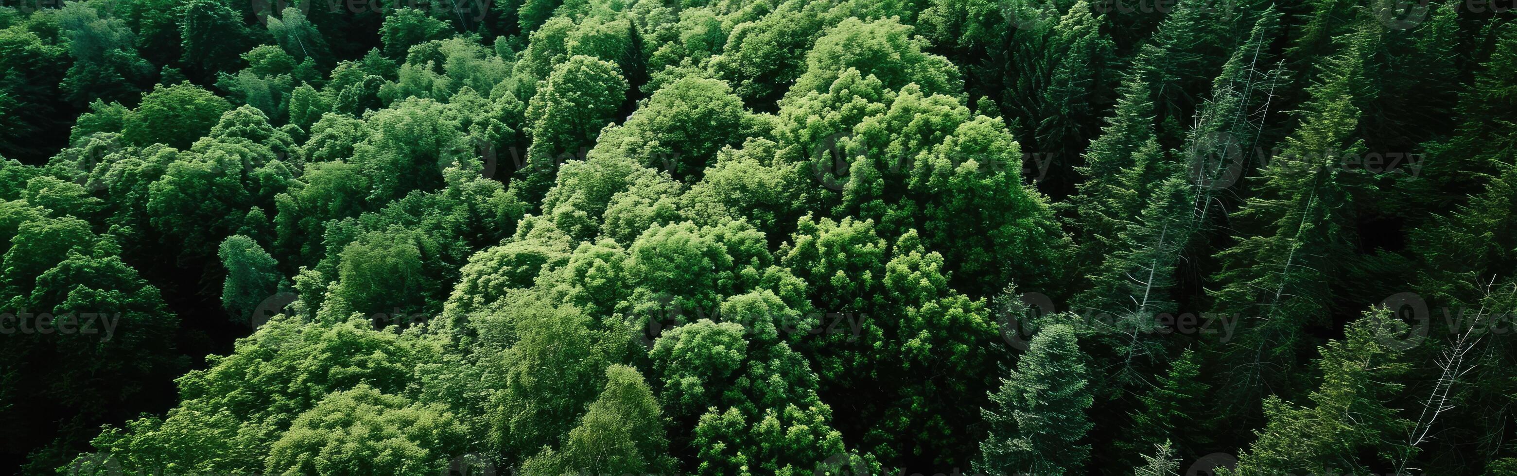 Expansive Forest With a Multitude of Tall Trees photo