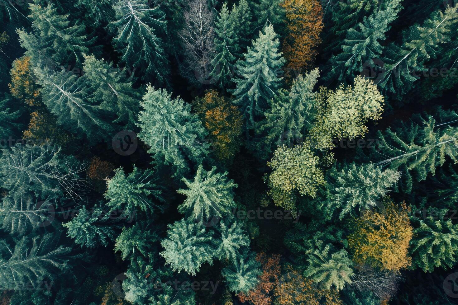 Aerial View of Group of Trees photo