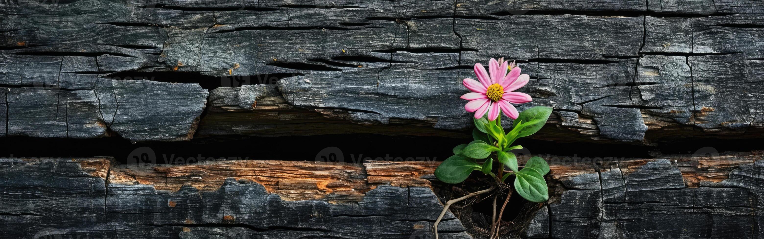 Pink Flower Emerging From Rock Wall Crack photo