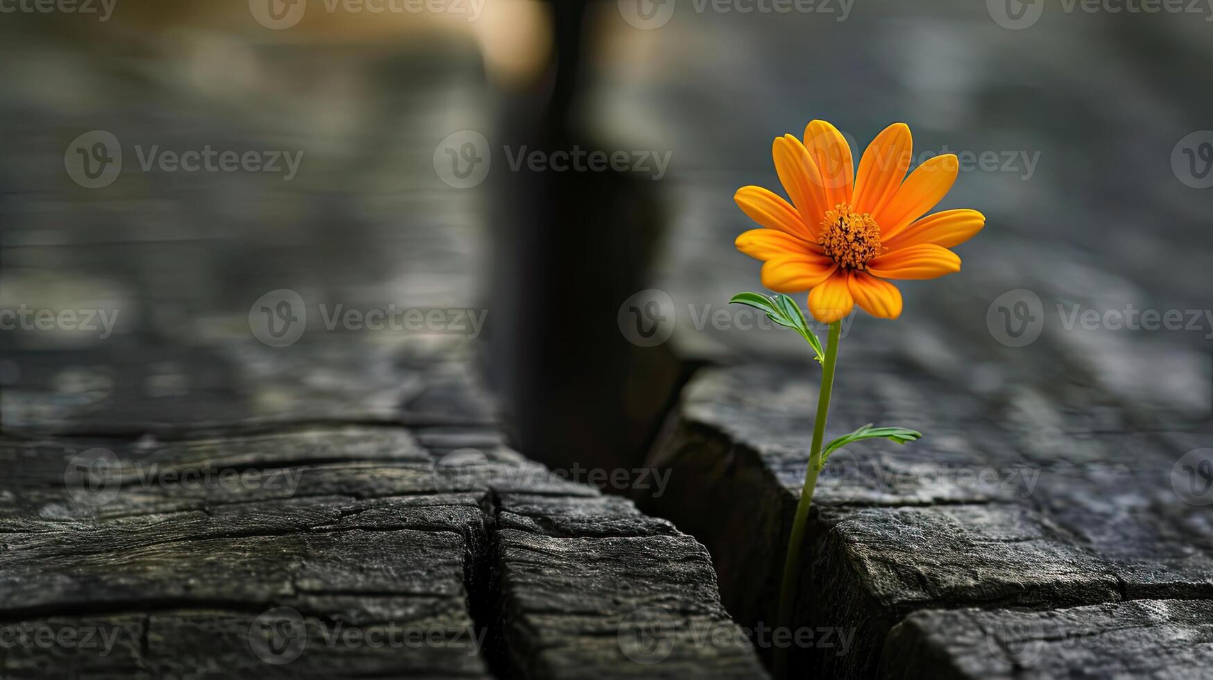 Orange Flower on Wood photo