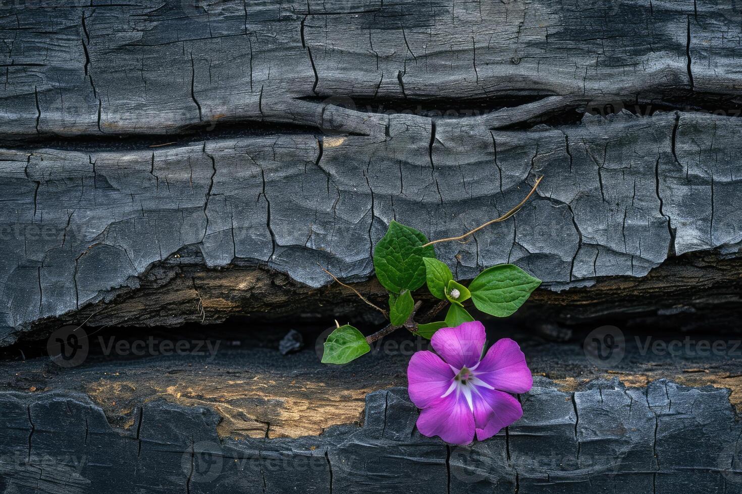 Resilient Purple Flower Emerging From Rock Crack photo