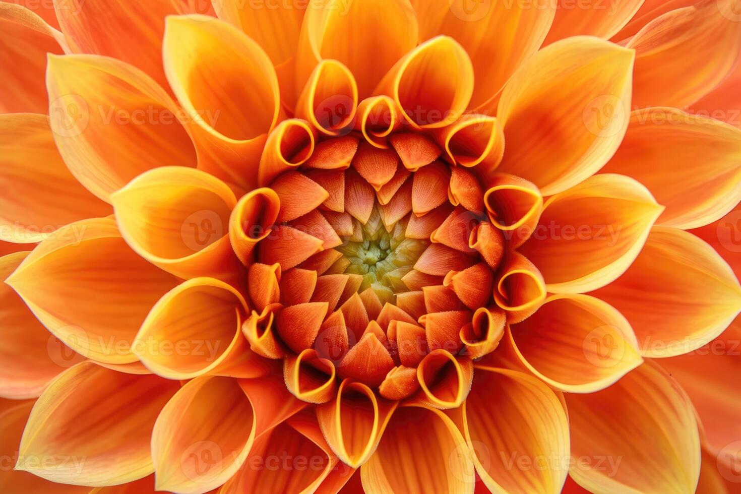 Close-Up of Large Orange Flower photo
