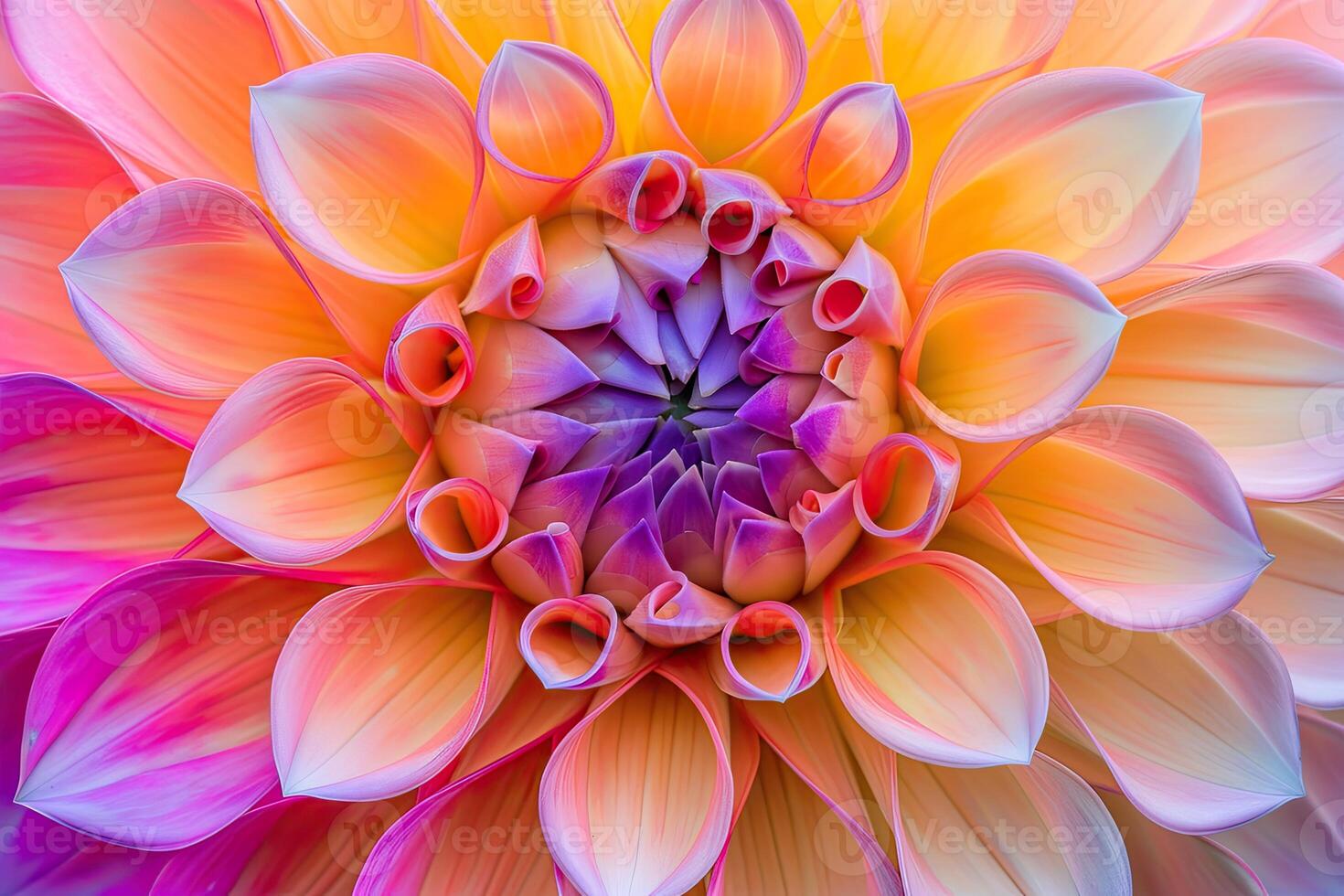 Close-Up of a Large Flower With Abundant Petals photo