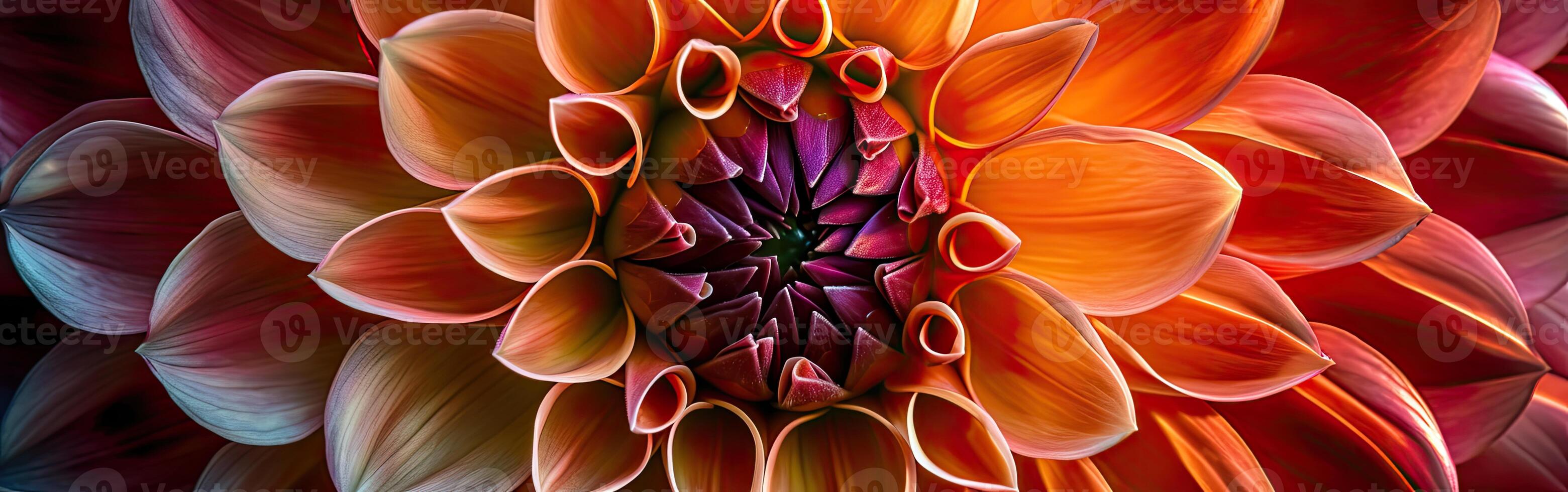 Close Up of Colorful Flower With Abundant Petals photo
