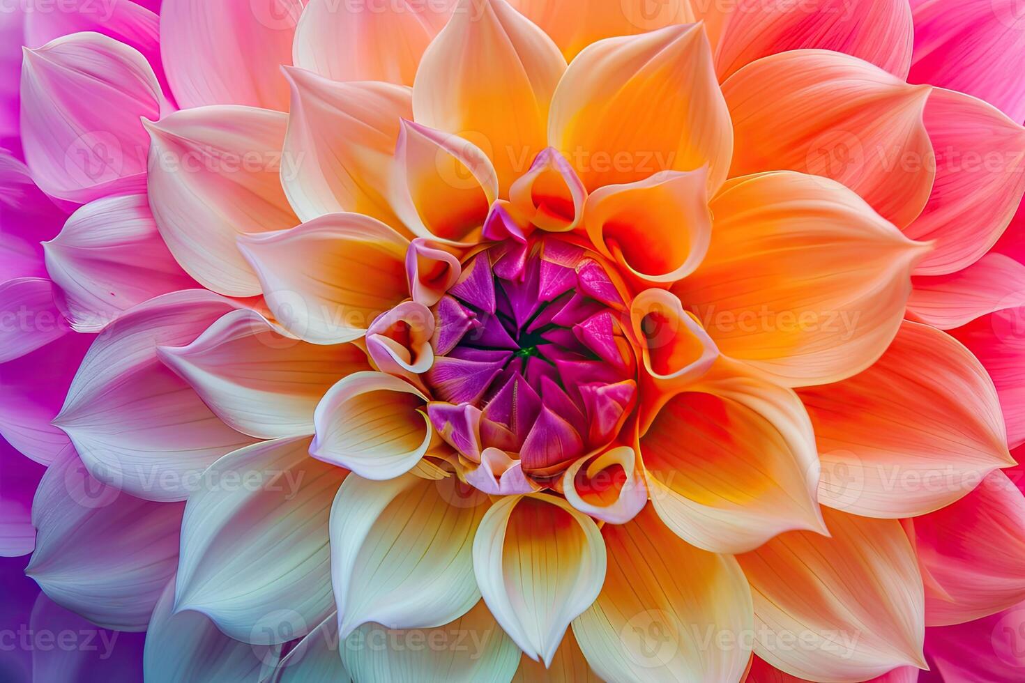 Close-Up of Large Flower With Many Petals photo