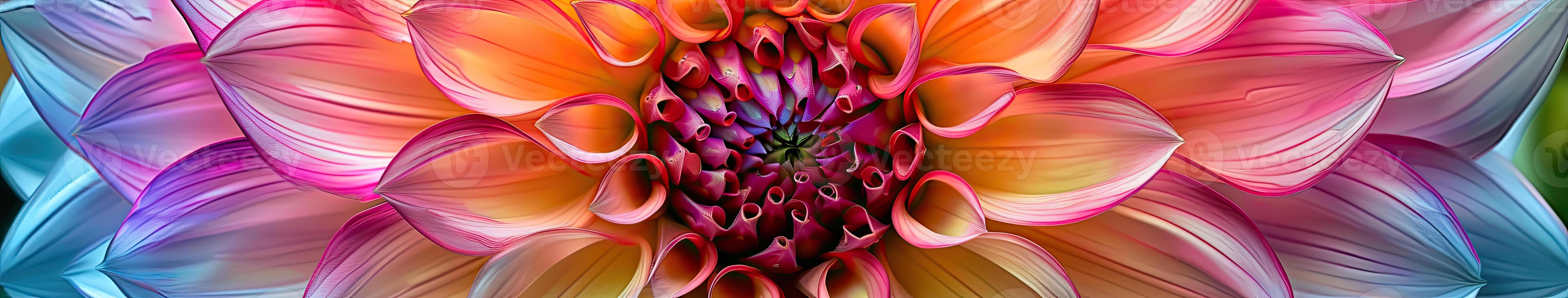 Large Colorful Flower With Abundant Petals photo