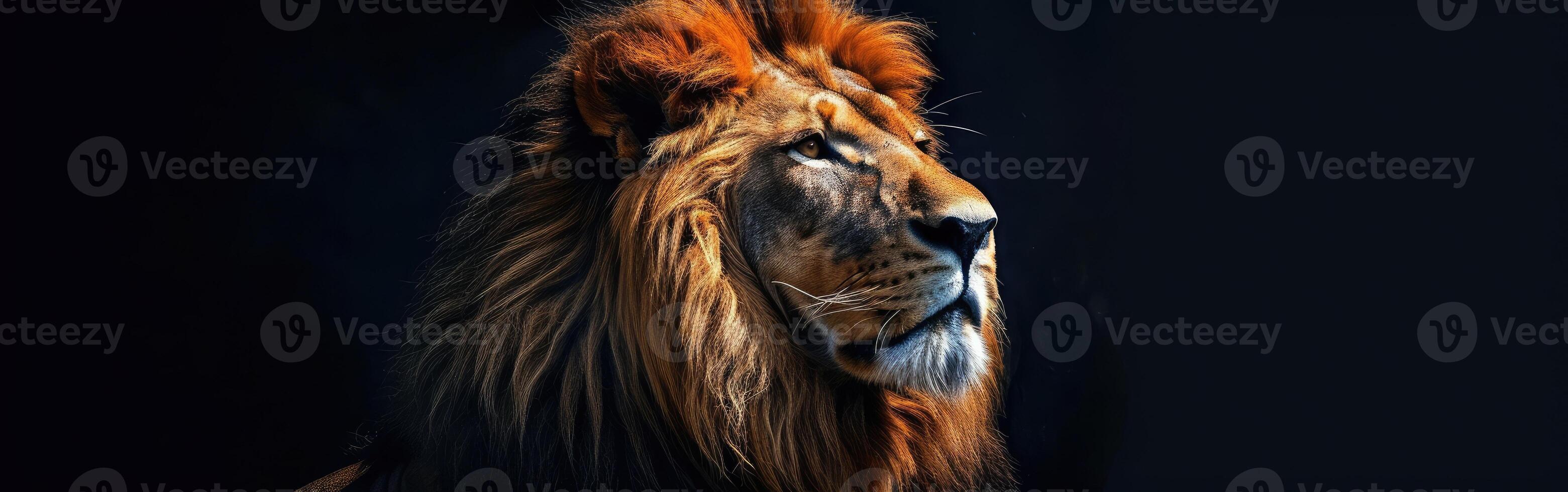 Close-Up of Lion on Black Background photo