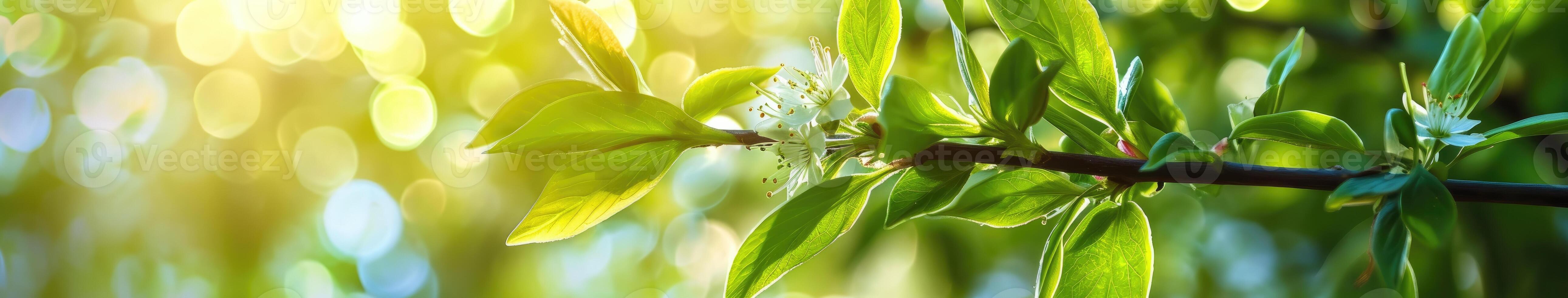 Green Leaves on Tree Branch photo