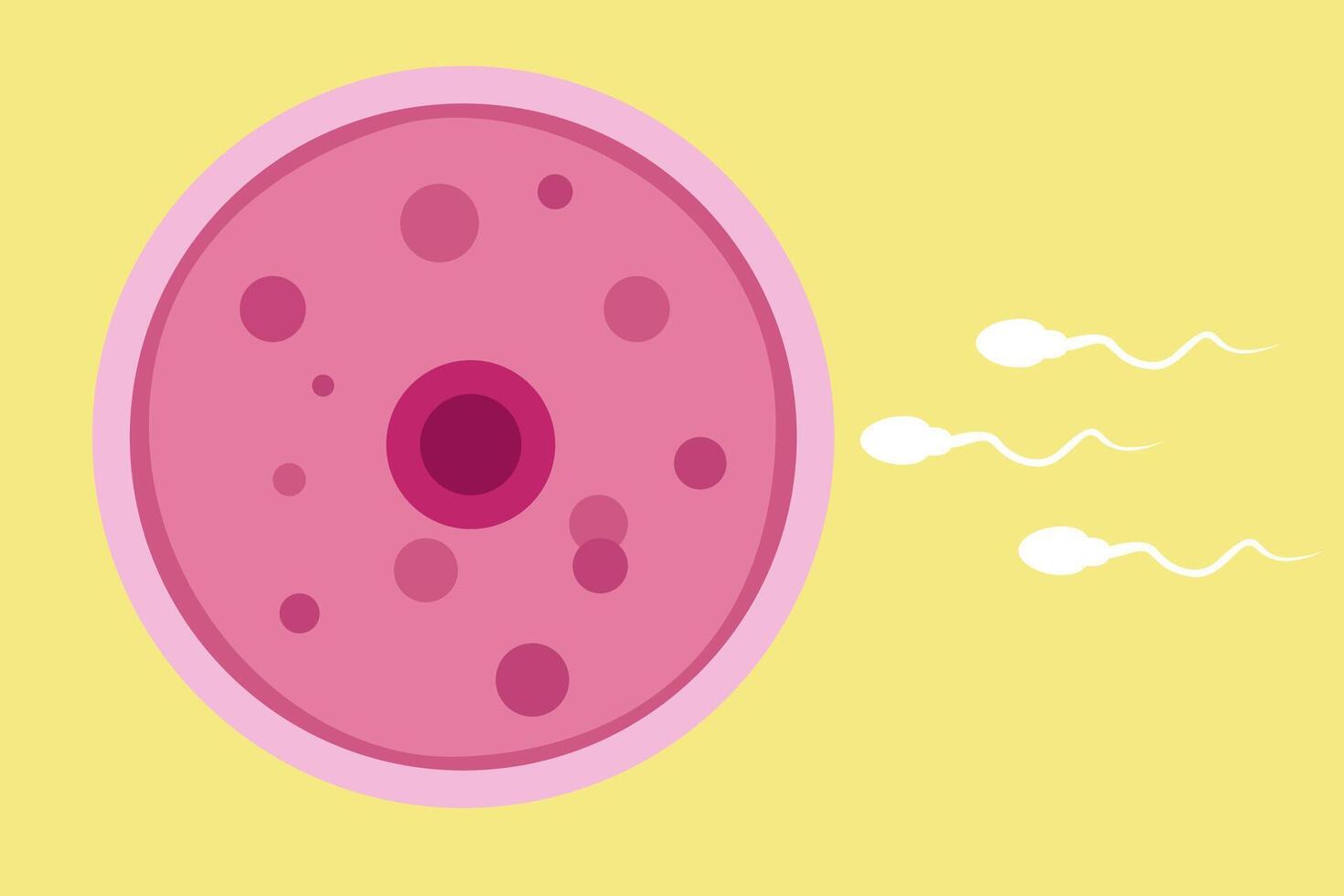 sperm and egg fertillization vector