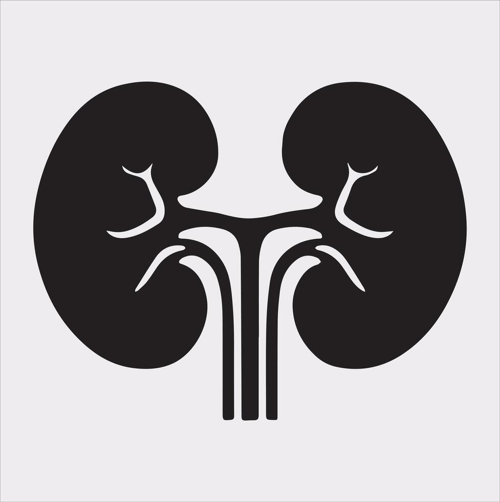 kidney silhouette on white background vector