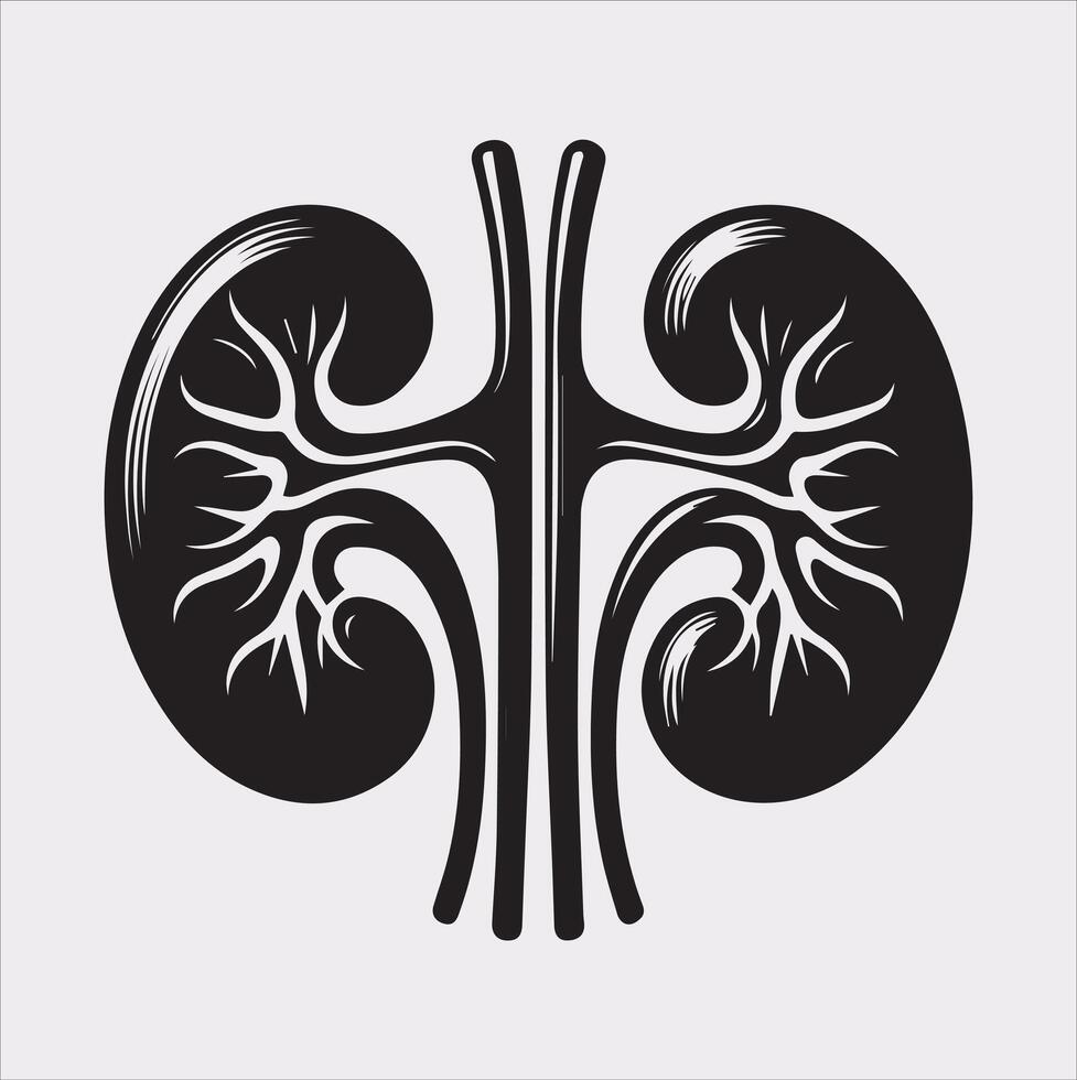 kidney silhouette on white background vector